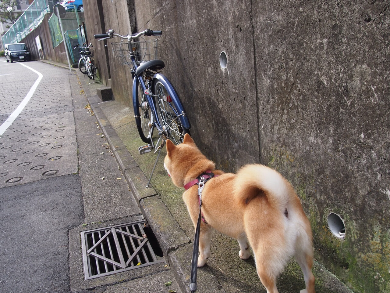 跨界狂飙，当广州龙狮碾压NBA快船，麦科勒姆51分难救主