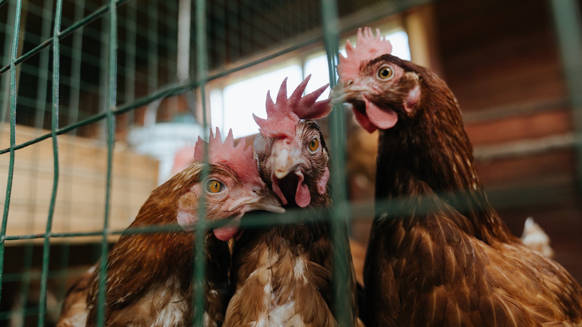 唯一王者的舞台,ATP总决赛轻取拉沃尔杯,西西帕斯点燃赛场