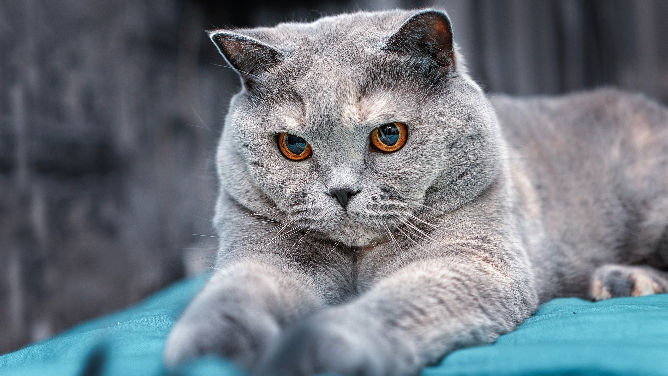 狂风席卷西海岸,孤星撕裂金州防线