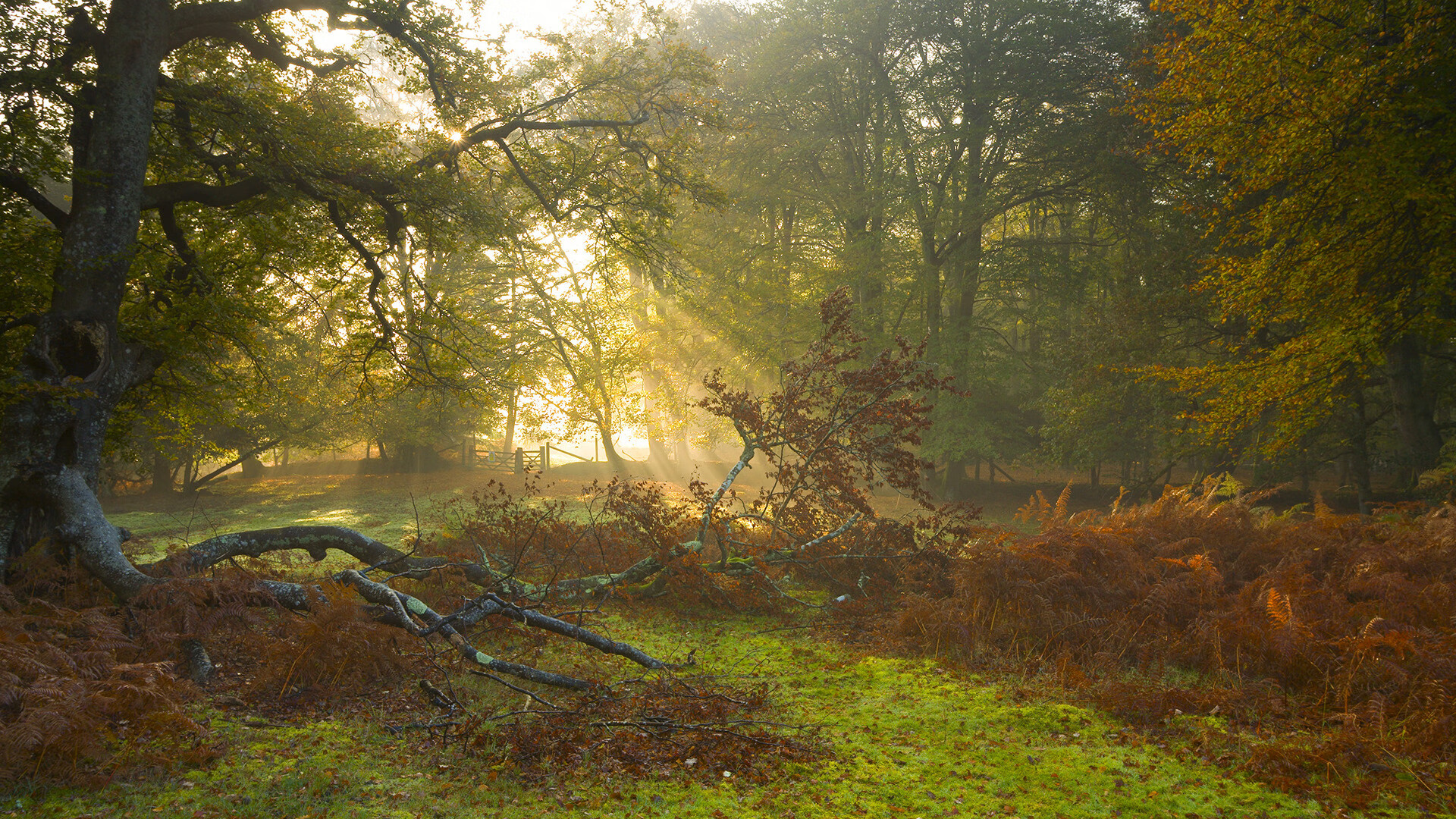 格列兹曼导演日耳曼风暴，轻取蓝黑军团—记一场非典型的德意对决