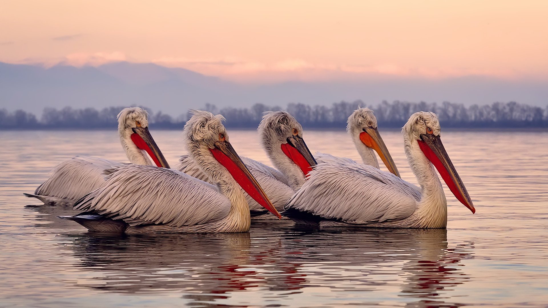 刀锋上的逆转，波尔点燃沉寂战场，德国队绝地反击日本