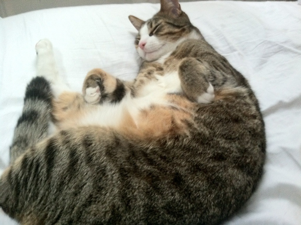 逆袭与传奇，小红牛首胜撼动F1秩序，汉密尔顿再铸不朽里程碑