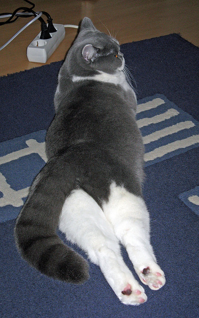 利刃出鞘，霍勒迪以持续杀伤力助独行侠击穿活塞争冠路