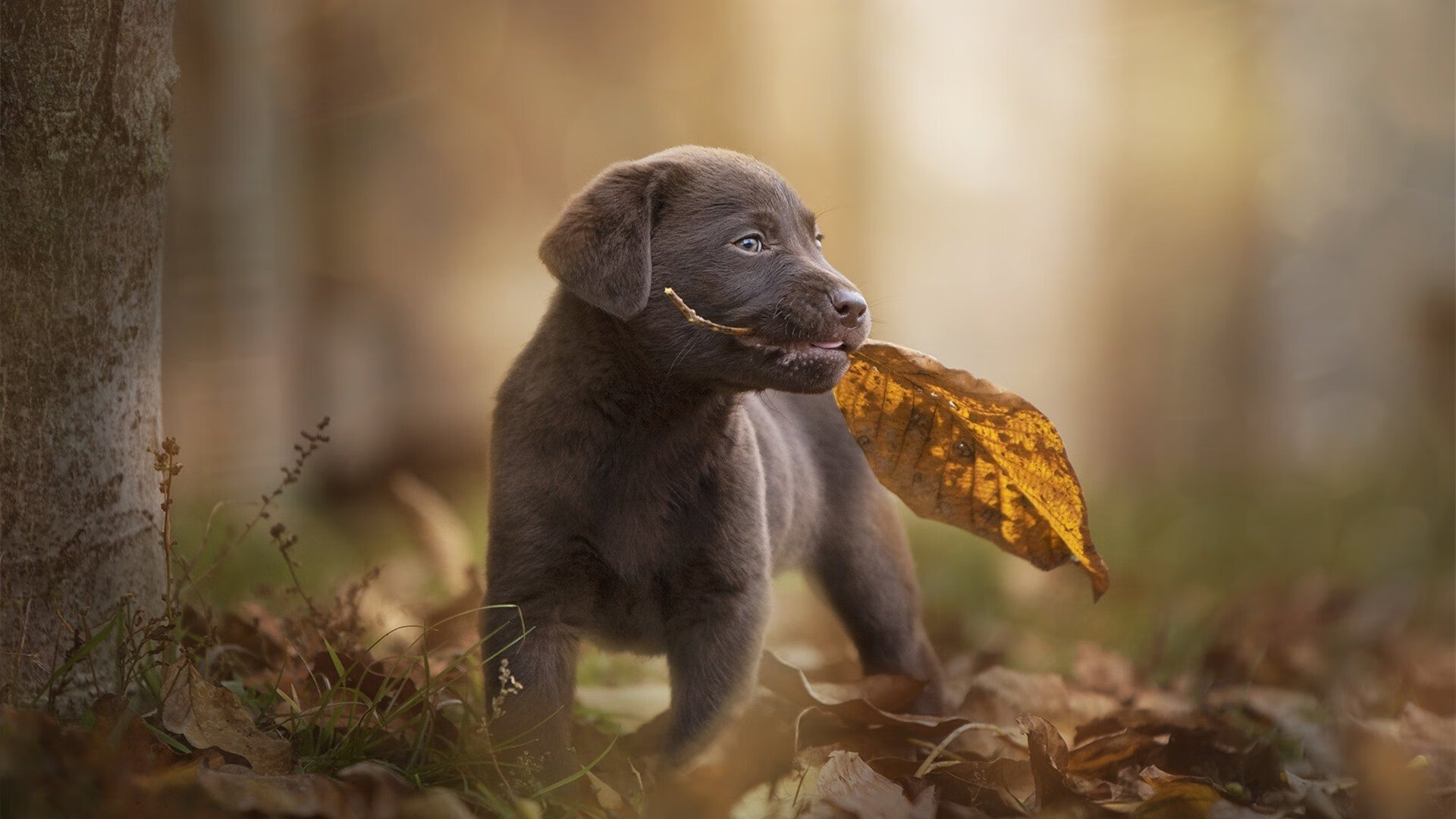 布克之夜,广厦压哨一击,斩落北境狼群