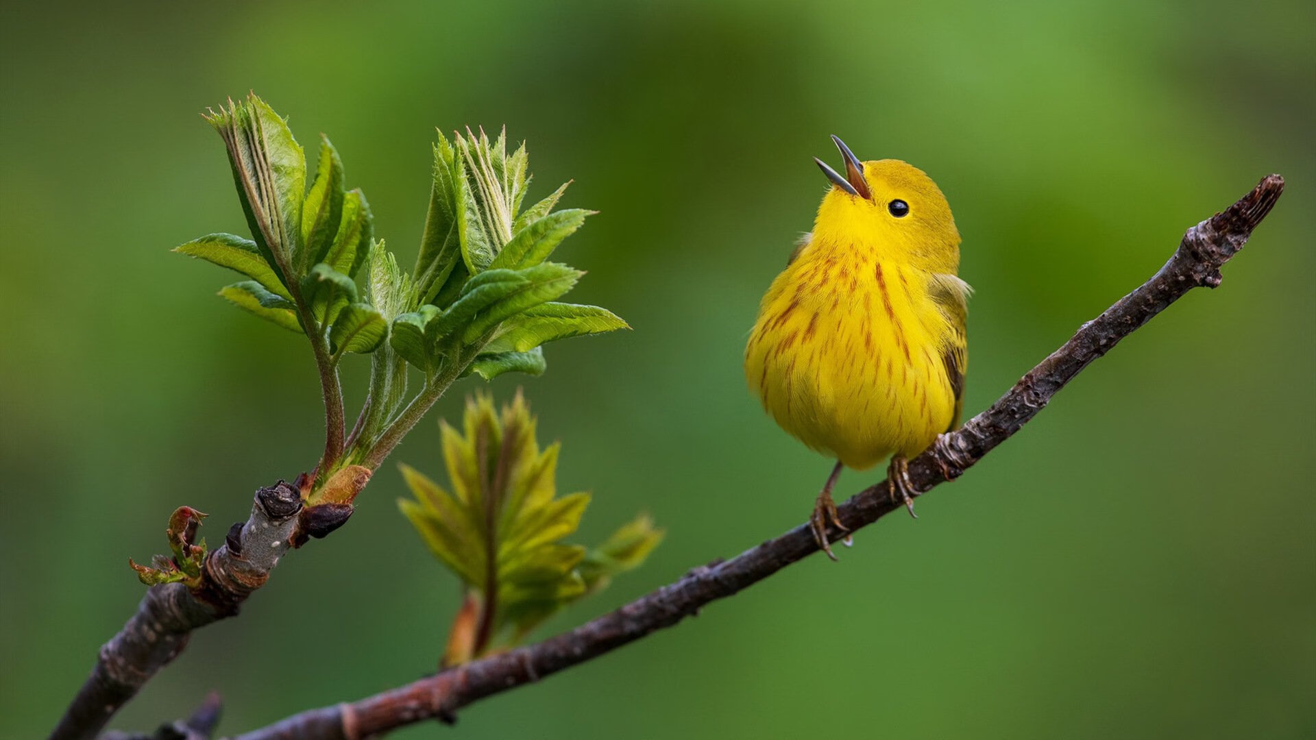 跨越地中海的哨音,基米希如何用一脚传球唤醒突尼斯的奥运之梦