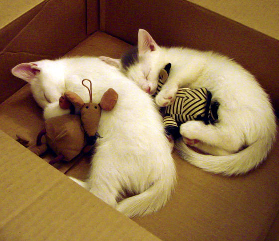 孤星破雾,当李刚仁的刀锋刺向阿森纳的叹息之墙