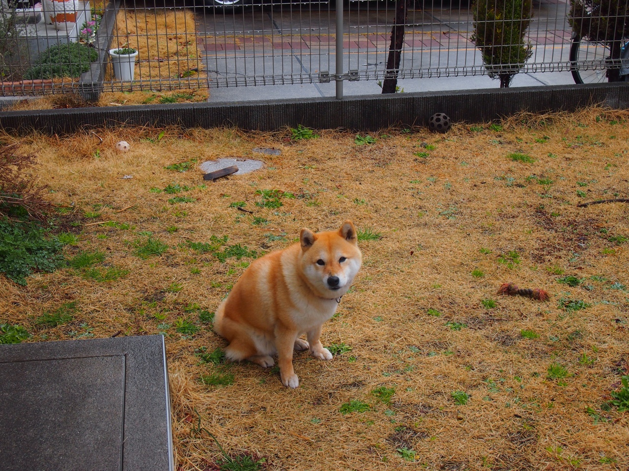 王车易位，汤普森四世登基，当篮球场化为六十四格棋盘