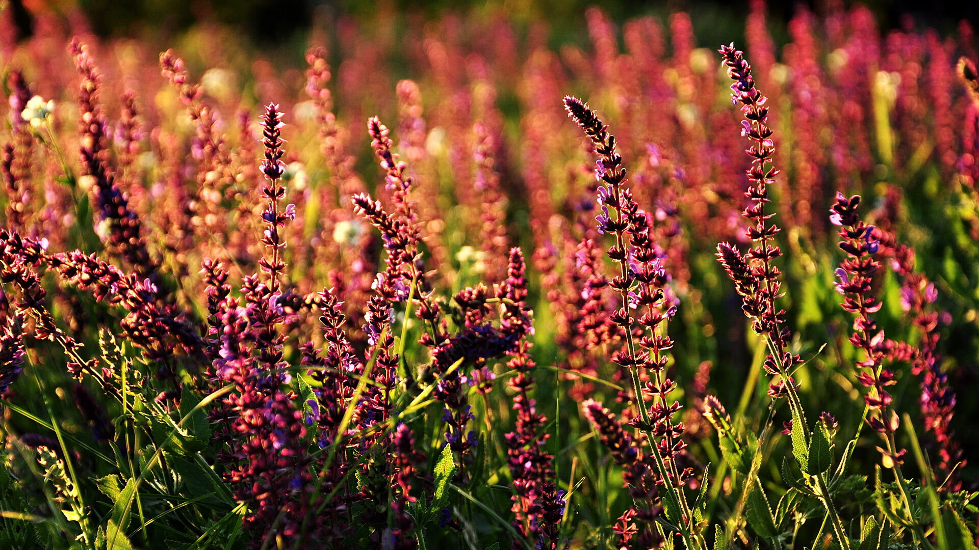 绿茵魔笛之章，当京多安为爱尔兰奏响胜利