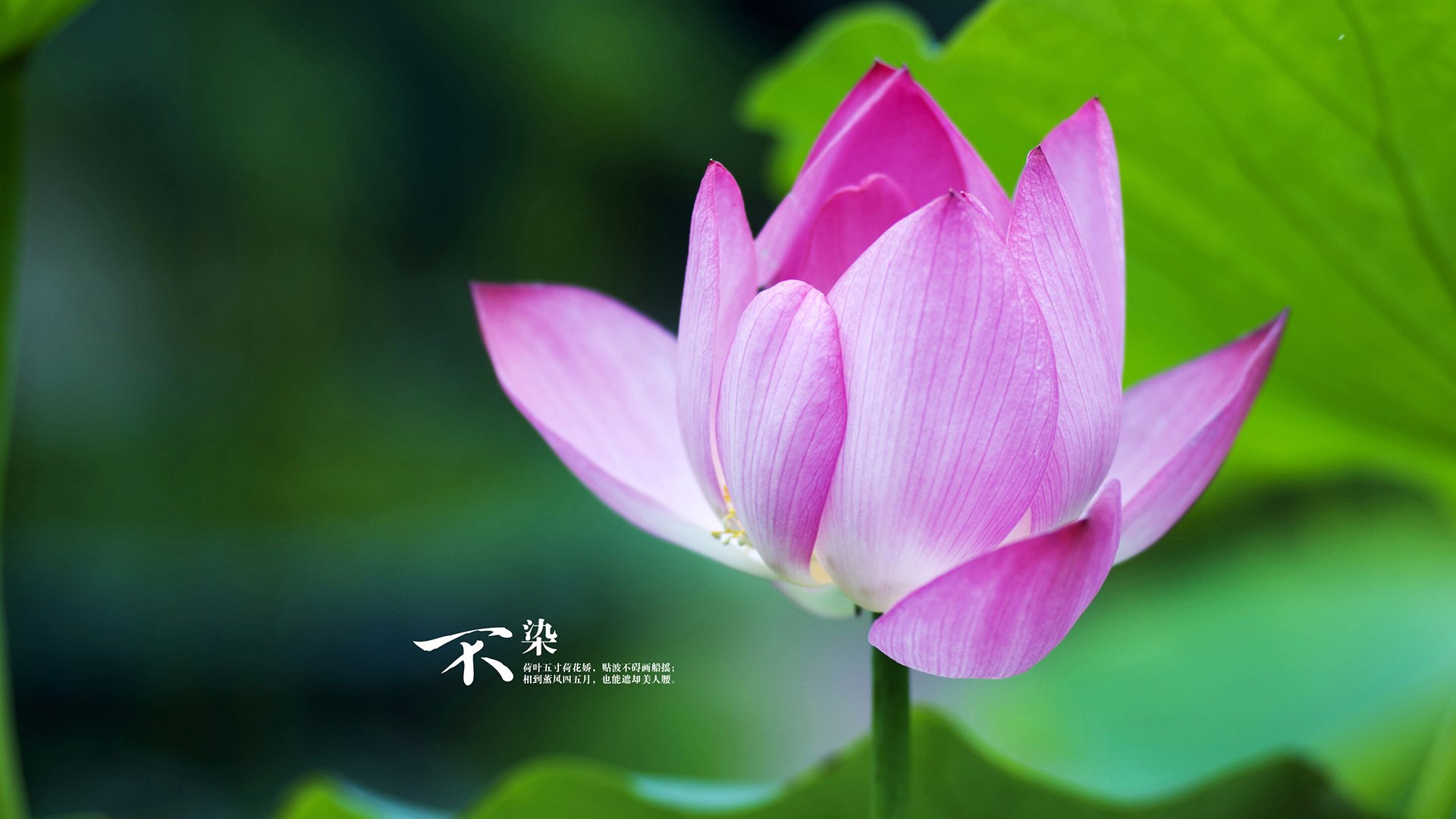 防守铁壁与巨星璀璨，魔术锁死上海，恩比德德比封神