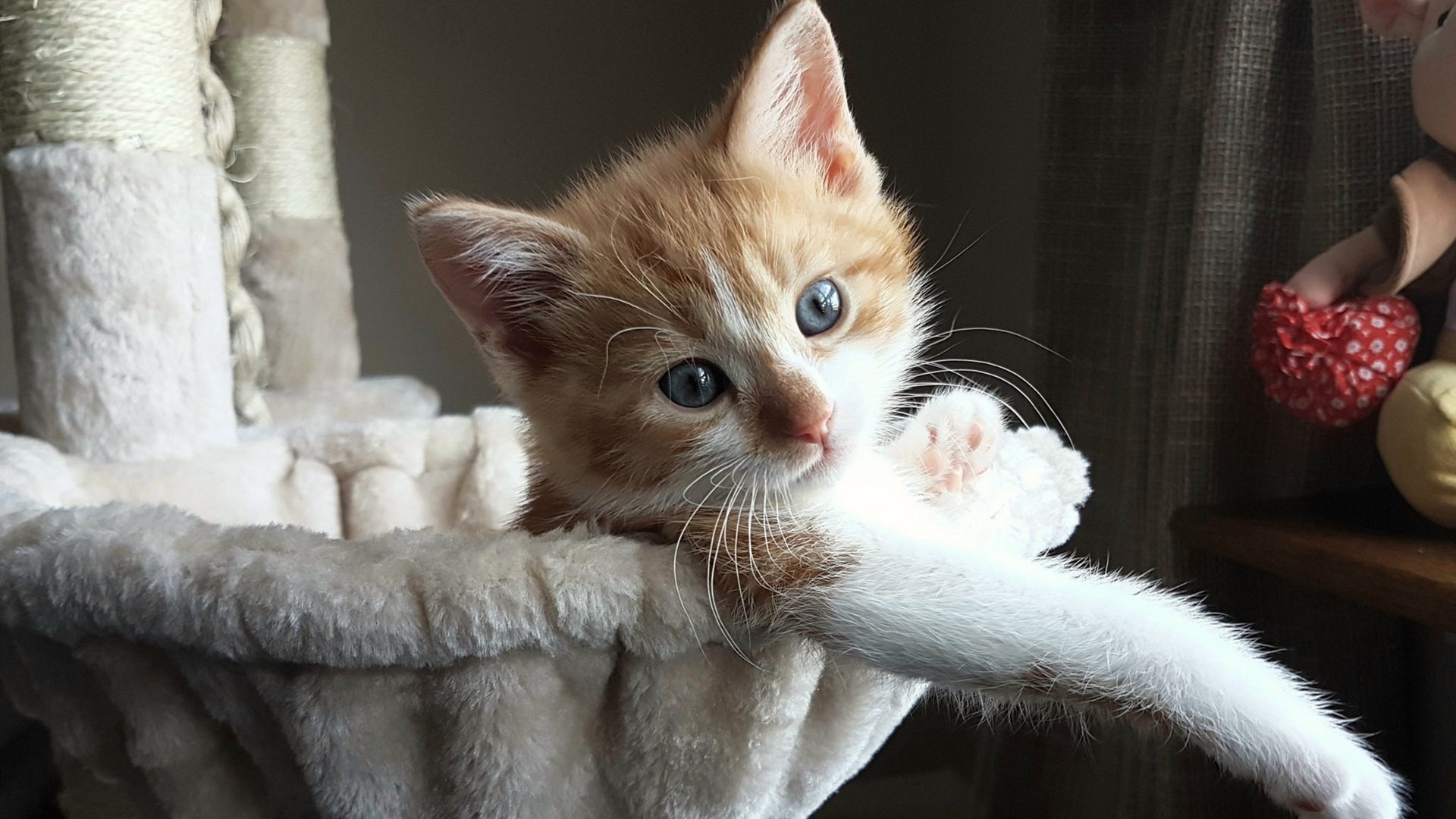 齿轮之心，布鲁诺如何在高压熔炉中主导皇家社会对摩洛哥的战术绞杀