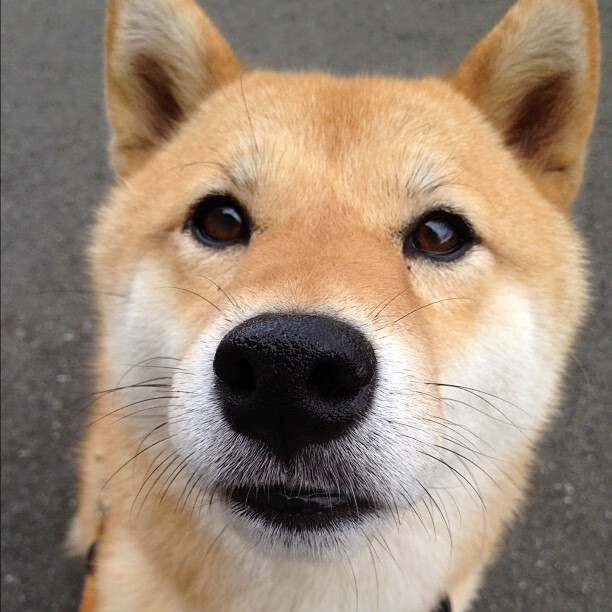 红魔旧梦，皮克如何在对阵荷兰的平行时空中完成终极救赎