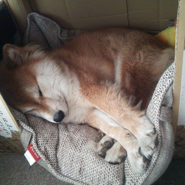 奥运前哨战惊爆冷门！山西队逆袭辽宁，争冠战上演冰与火之歌