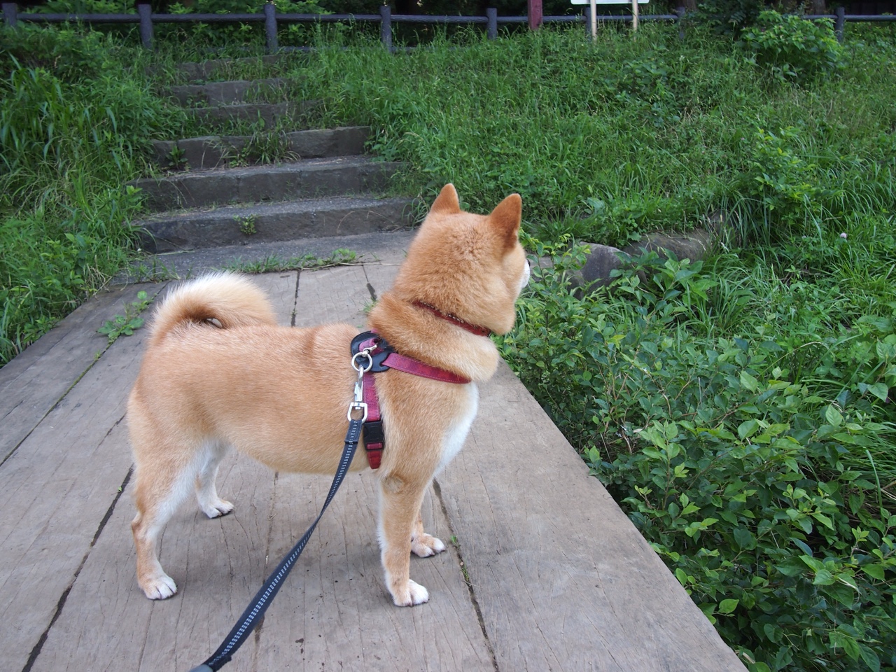 暗夜惊雷，当哈登的60分成为刺向勇士王朝的第一道裂痕