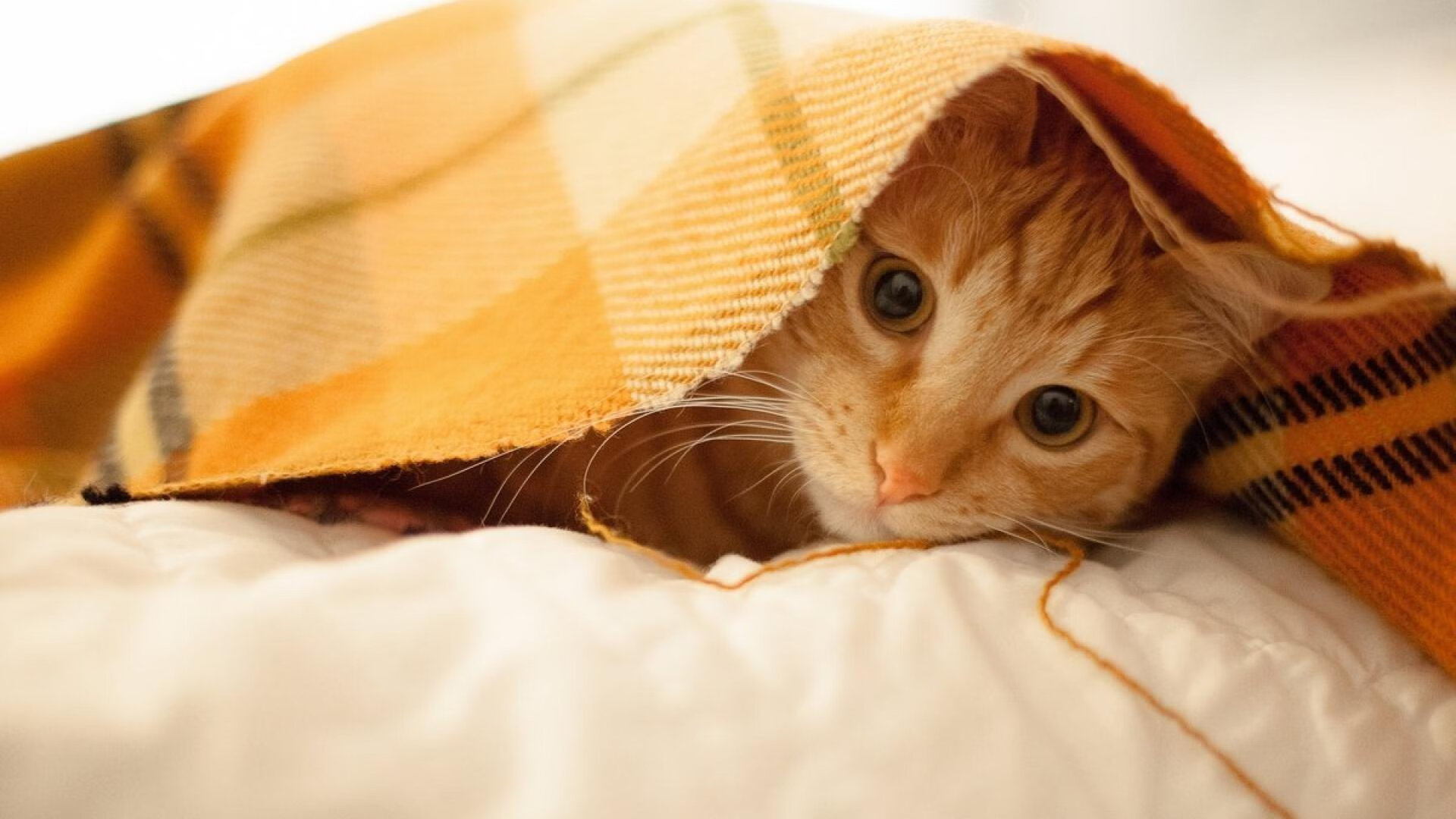 智利击溃拜仁,基耶萨7分钟终结悬念!一场颠覆足球版图的世纪冷门