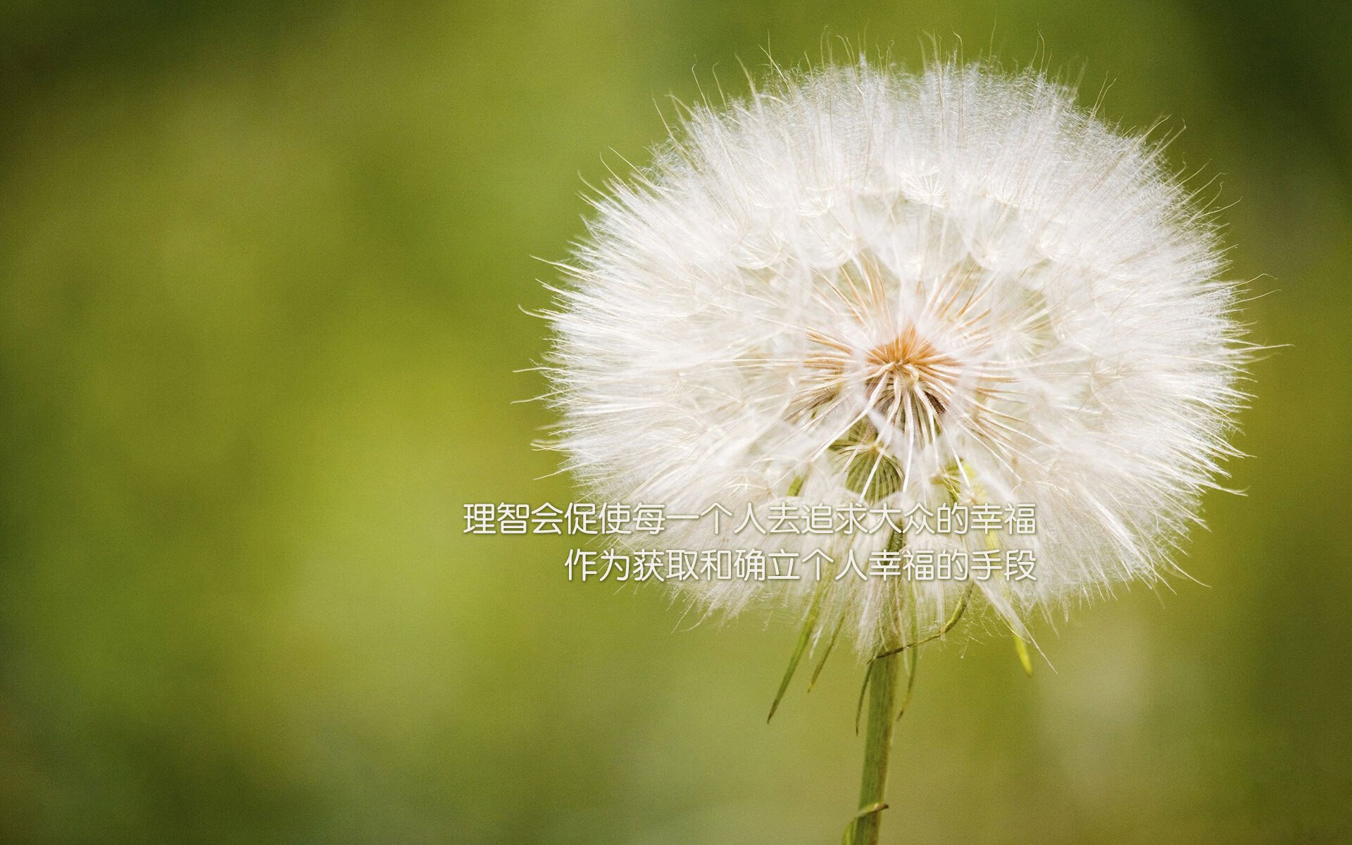 绝境中的斯洛伐克神话,2026世界杯H组关键战,凯恩领衔三狮险胜巴西,门神铸就钢铁防线