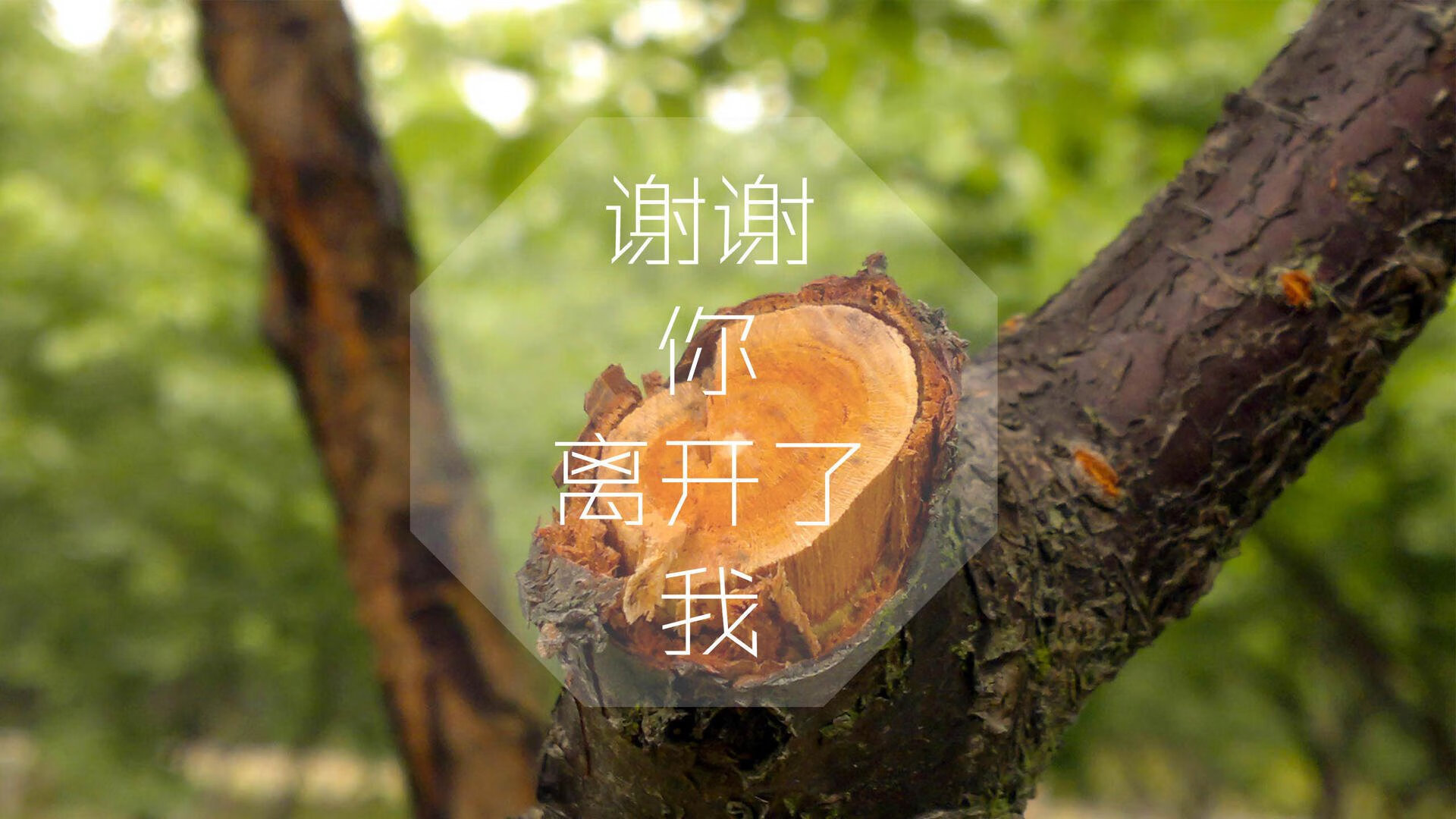 唯一性之战,2026世界杯F组,德国精准压制泰国,哈基米掌控无形节奏